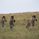 Illustration for article titled Photo Safari: Zebras